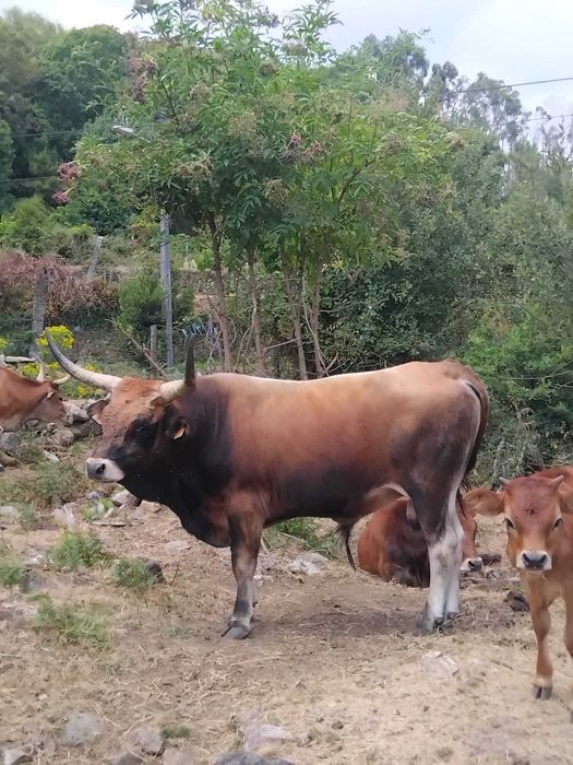 Bovinos machos raça Cachena