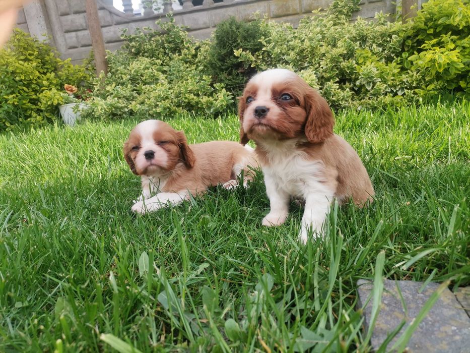 Cavalier king  charles spaniel sunia