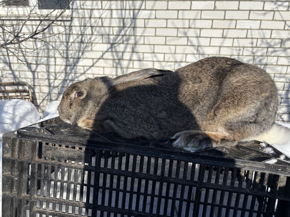 Кролі Французький Баран,Бельгійський велетень, Німецький строкач
