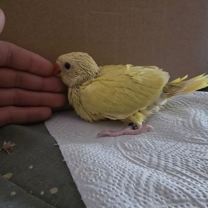 Ring neck lutino criado a mão