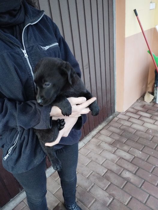 Oddam Labradory szczeniaki