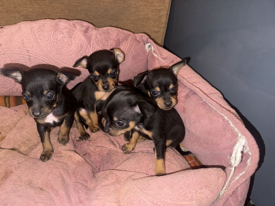 Продам Тойтерєрів