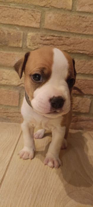 Wyjątkowy samiec GOTOWY DO ZMIANY DOMU American Staffordshire Terrier