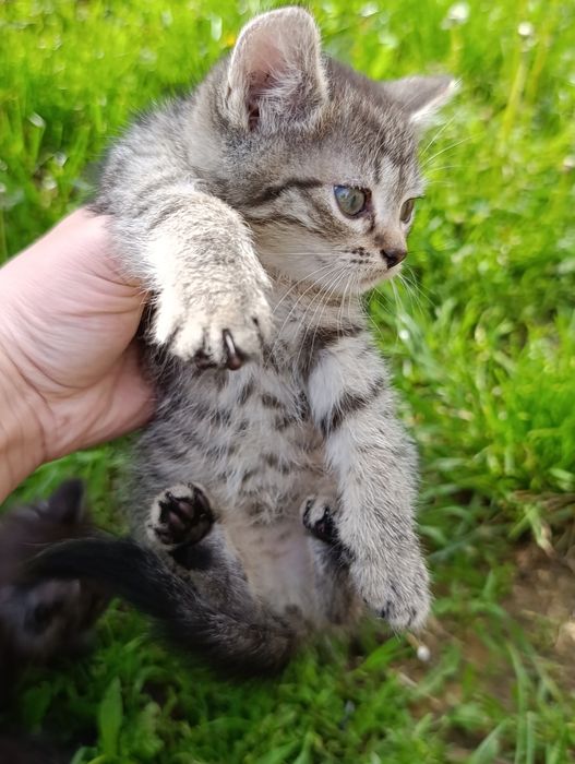Котята в добрі руки