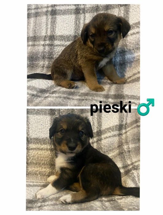 Oddam za darmo urocze szczeniaczki w dobre ręce