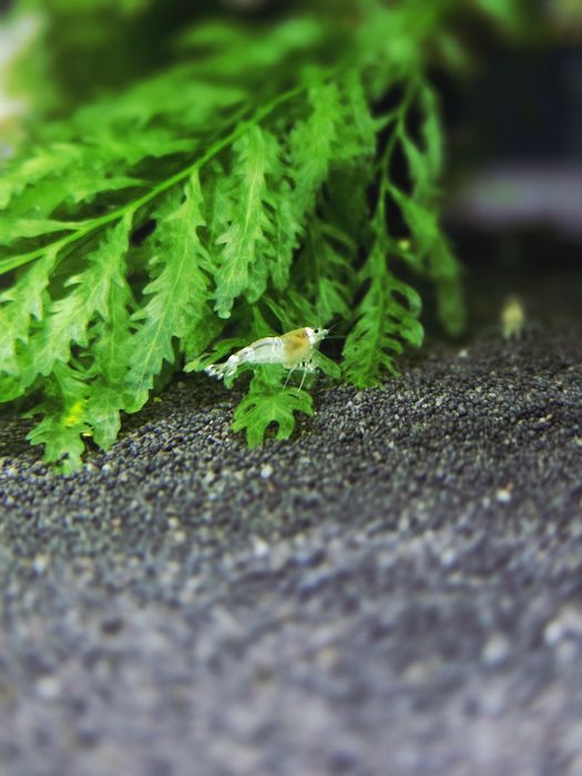 Krewetka caridina white bee/ ghost