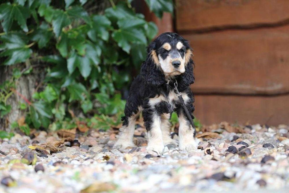 Cocker Spaniel szczeniak