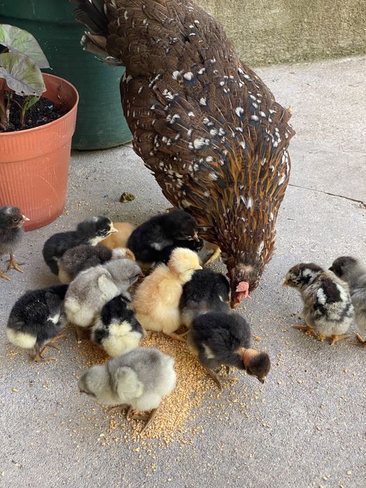 Pintainhos de várias raças