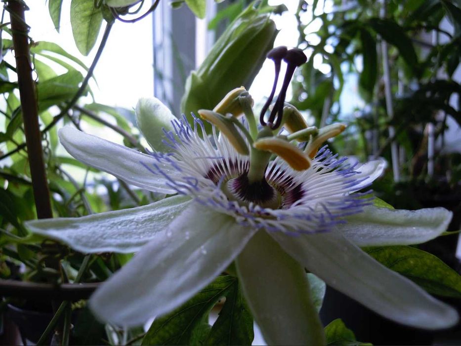 Пассифлора  цветущая. Лавандовая Леди. Молодые отростки.