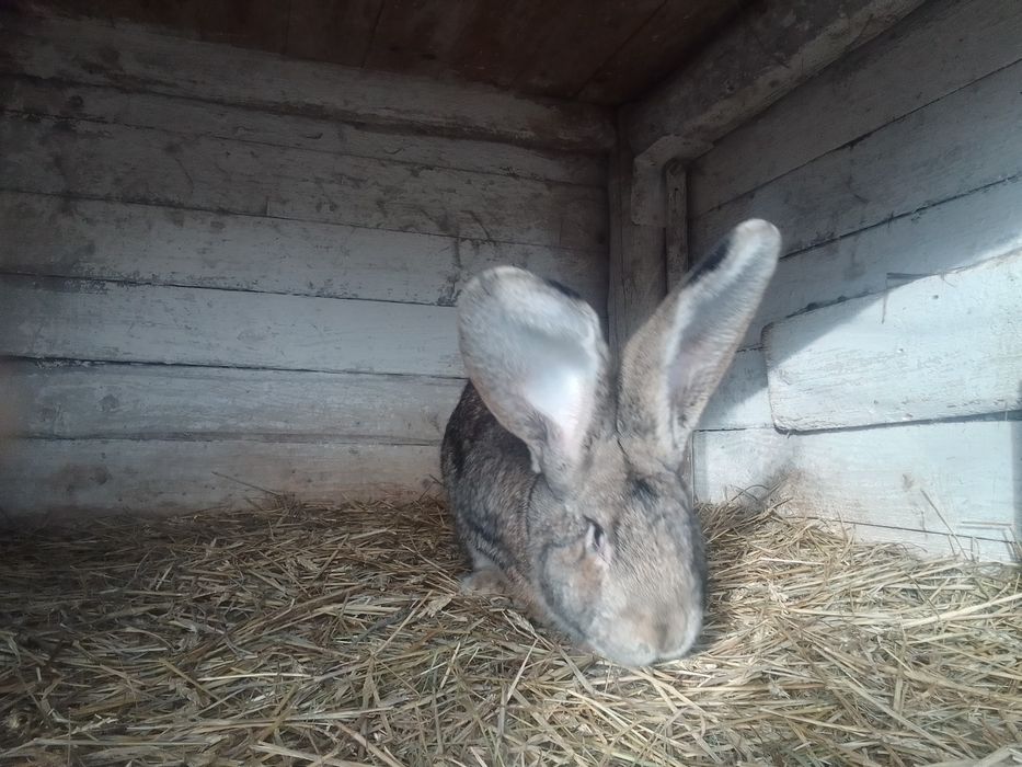 Samiec olbrzym belgijski