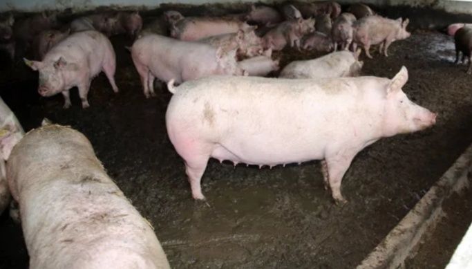 Продам  свинину .