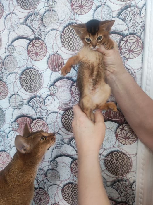 Аббісінсткий котик