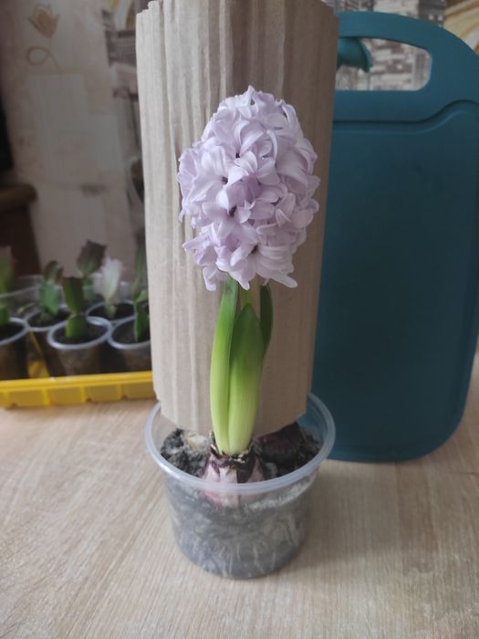 Ґіацинт квітка вулична