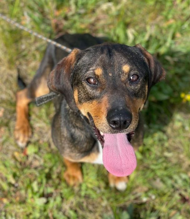 Śliczny Nugat do adopcji