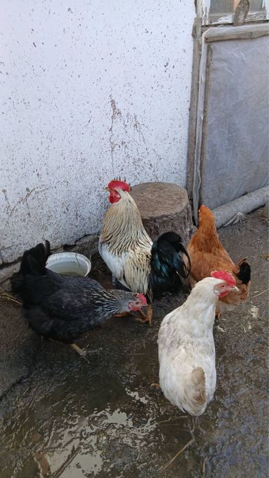 Продам інкубаційні яйця