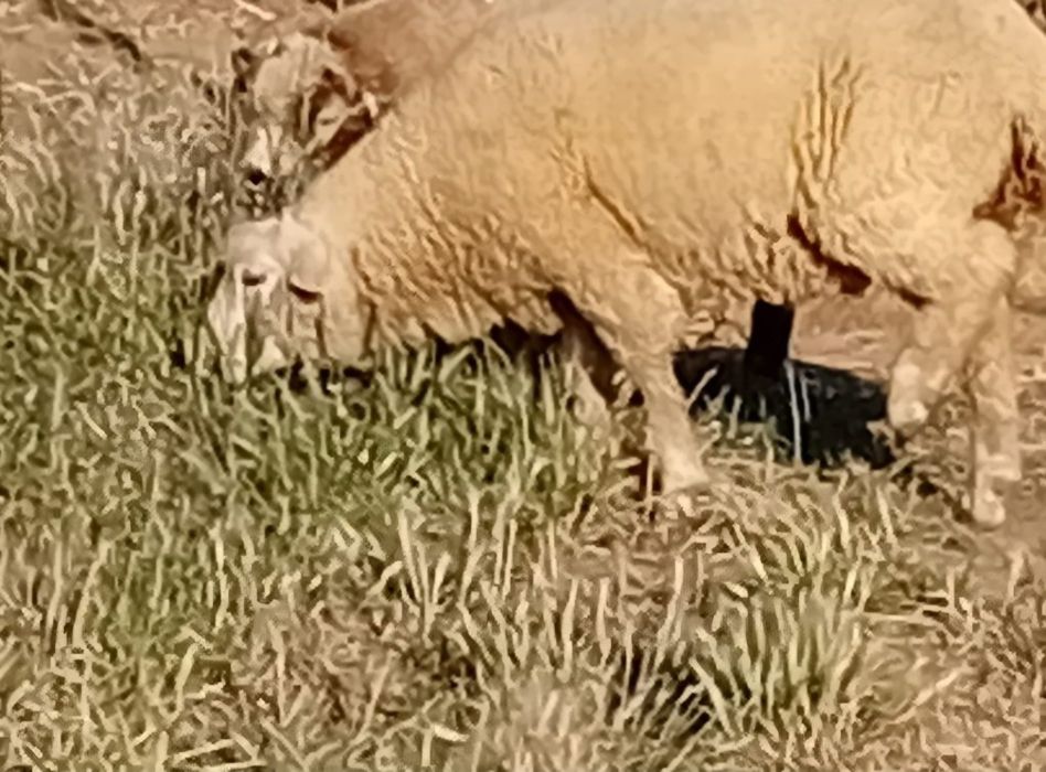 Vendo borrego  Ile  de France e borrego P3