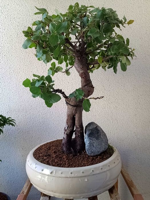 Bonsai Quercus suber