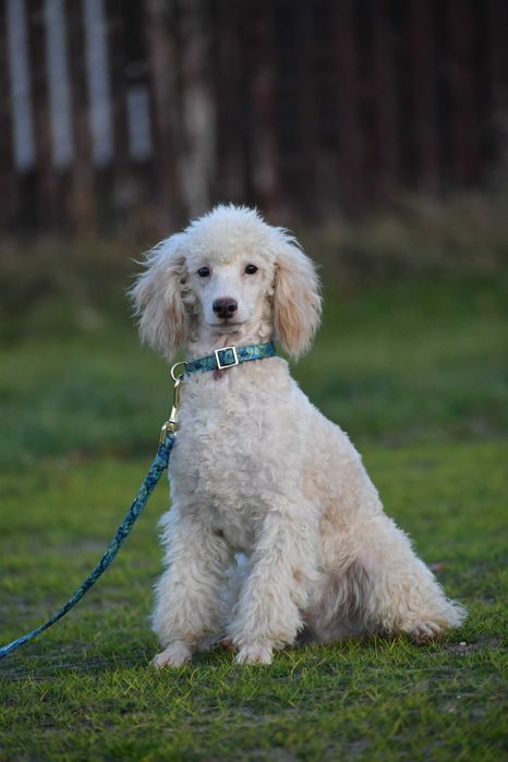 Pudel miniatura piesek