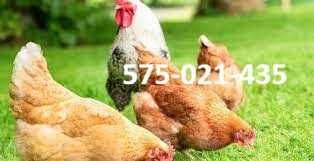 Kury nioski Rosa młode z jajkiem prosto od hodowcy. Tetra . Dowóz