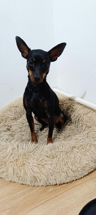 Oddam suczkę rasy pinczer miniatura