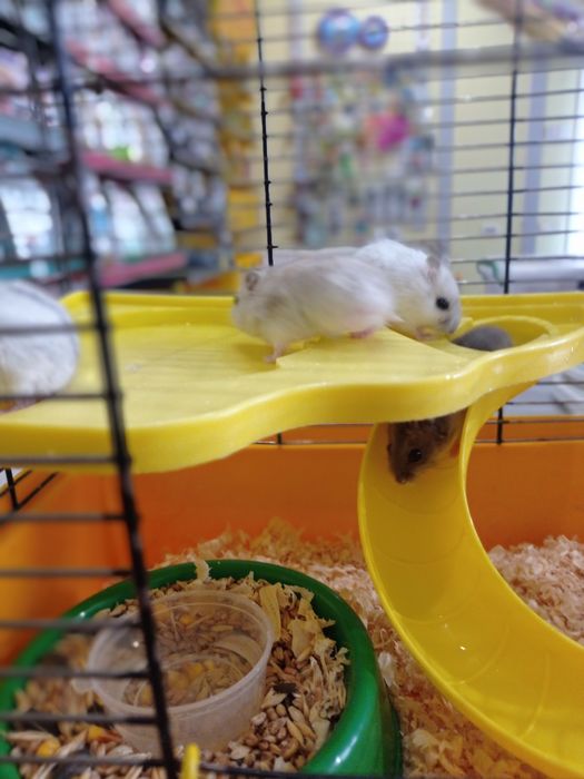 Джунгарики хом'яки