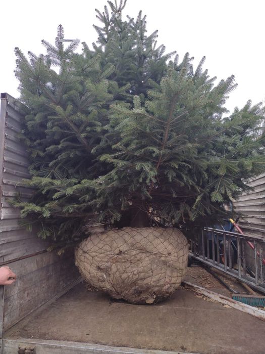 Nasadzenia drzew krzew " zastepcze " w ogrodzie Ogrodnik wycinka fvat