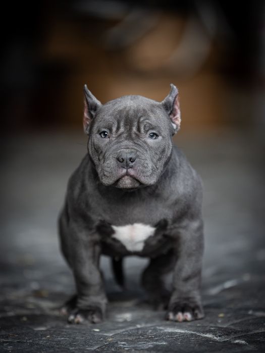 Suczka Blue American Bully Pocket Muscletone / Rocco