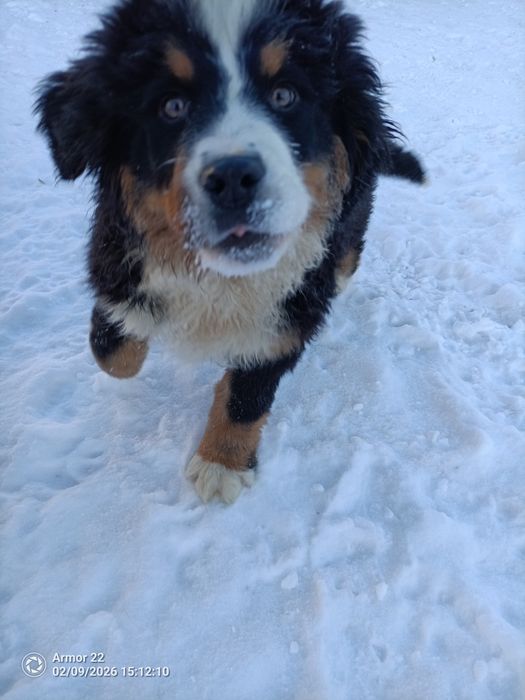 Berneński Pasterski!!!