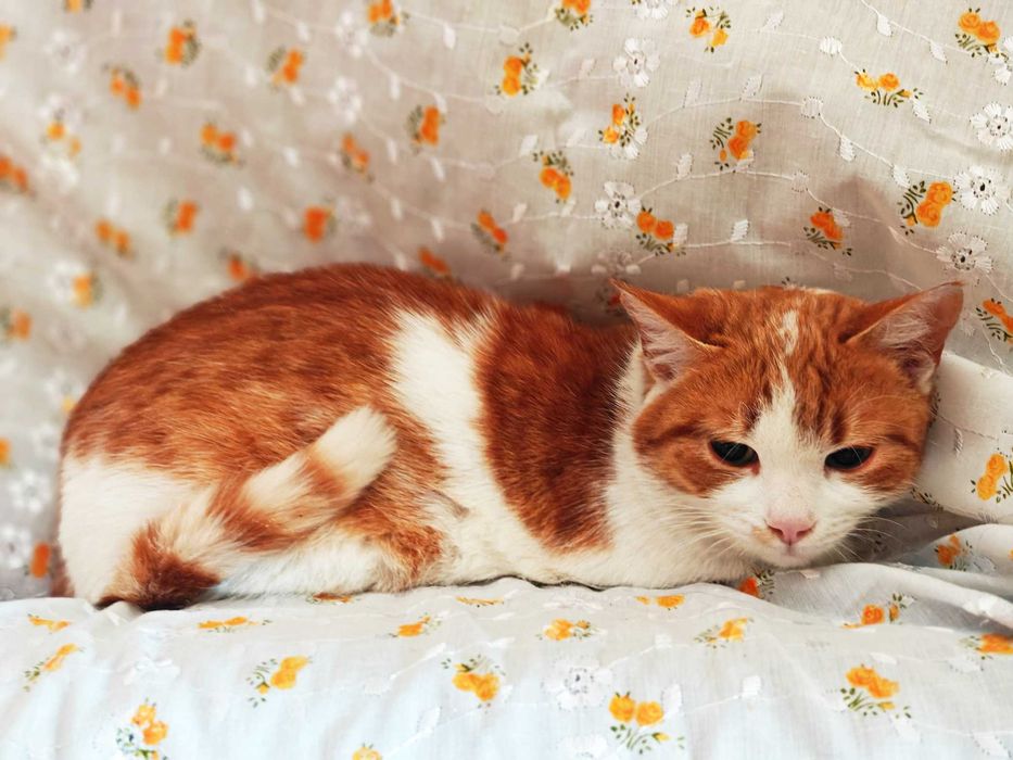 Яскраве сонечко — кицюня Міранда з сумними оченятами шукає своє щастя