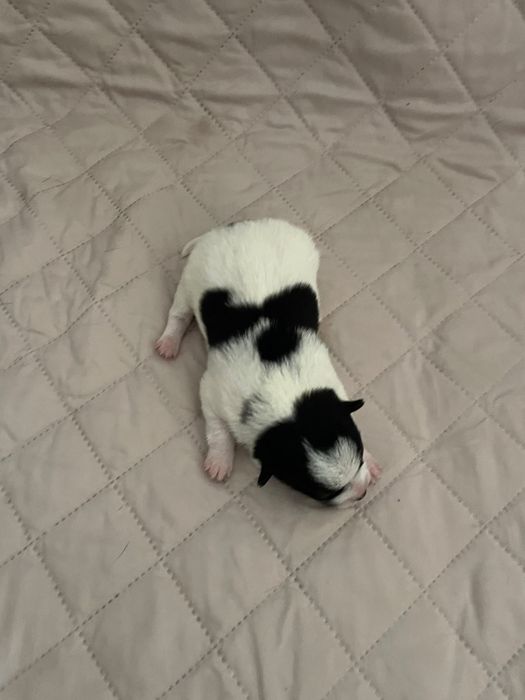 Cão Spitz alemão