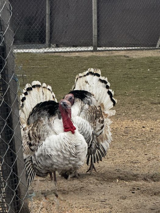 Sprzedam młode indory