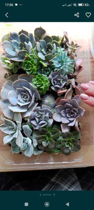 Ехіверії в асортименті .