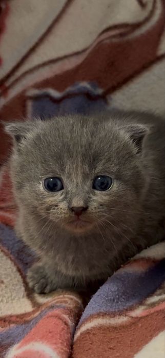 Віслоухе кошеня, дівчинка 19 березня