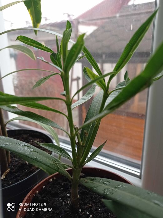 Олеандр               .