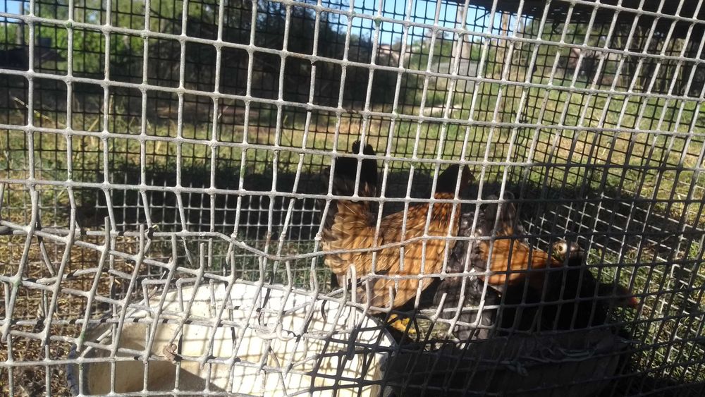 Куры петухи карликовые декоративные бентамки