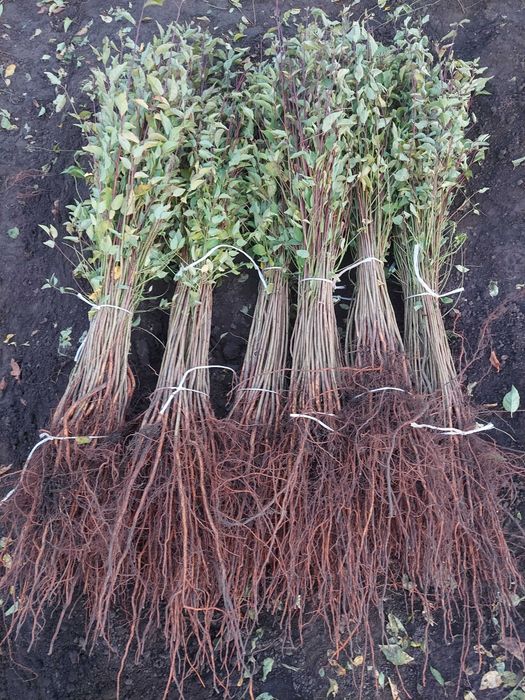 Підщепа аличі різні фракції