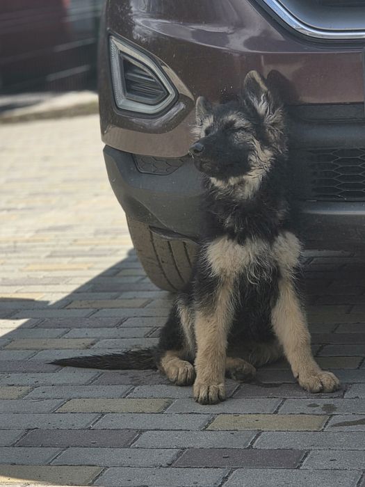 Продаж цуценят німецької вівчарки