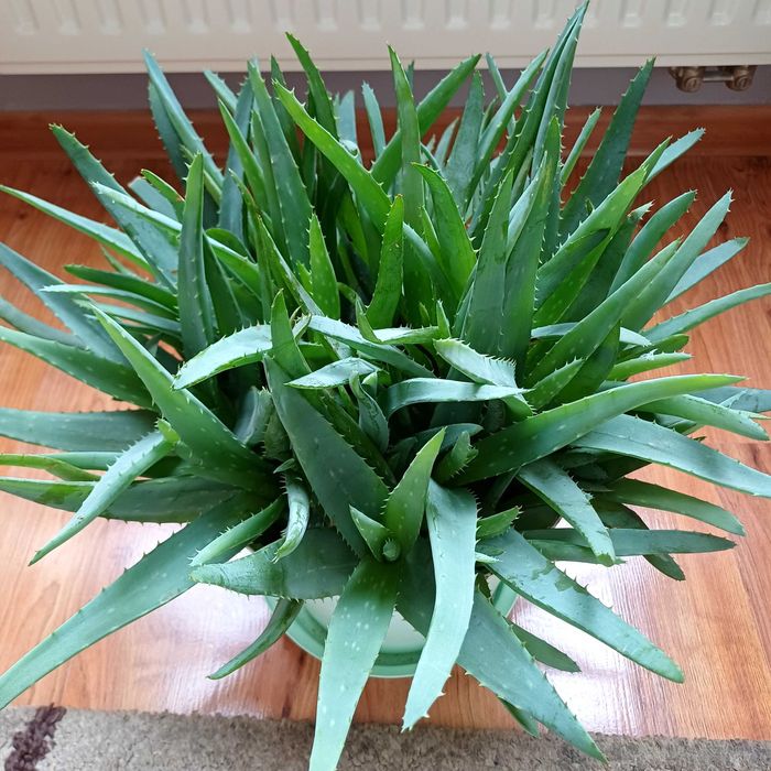 Aloes zdrowotny ,drzewiasty  i ogrodowy 4 letni ,za szti