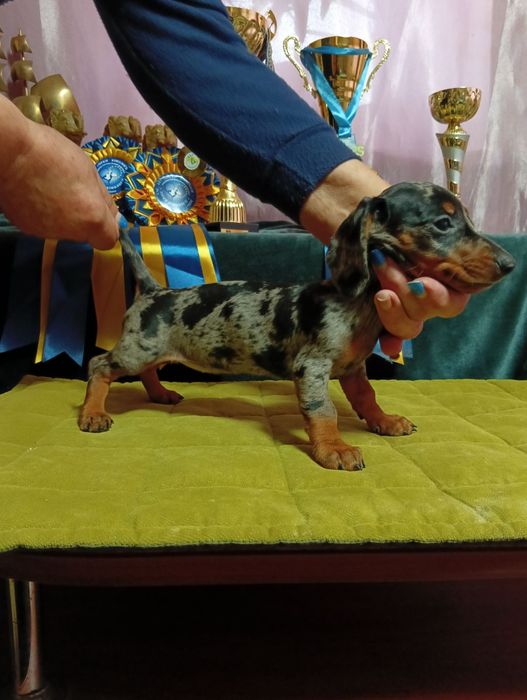 Щенки таксы стандарт с документами клуба