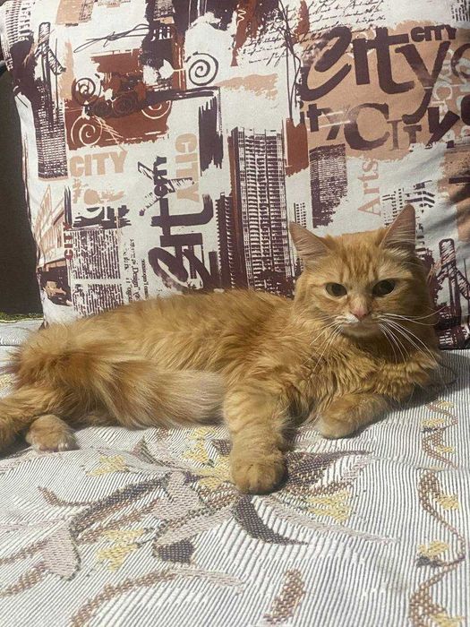 Руденька кішечка в добрі руки