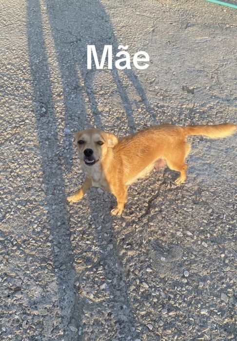 Cães bébes para dar