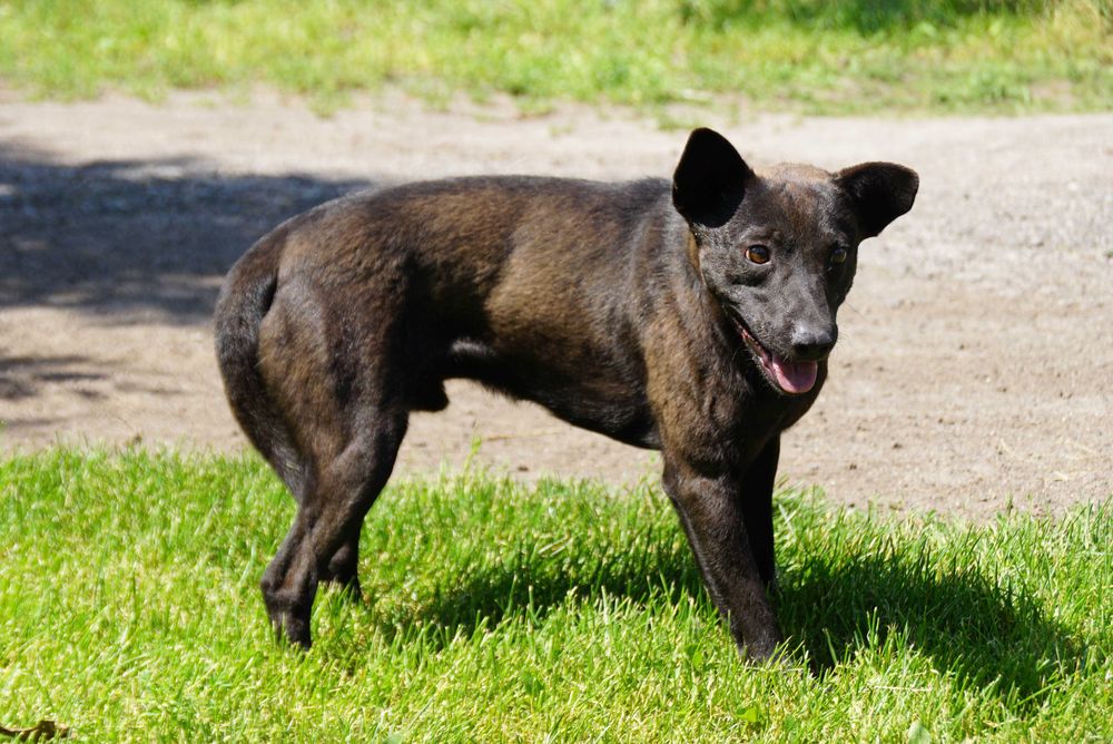 Bornit - niewielki, czarny piesek