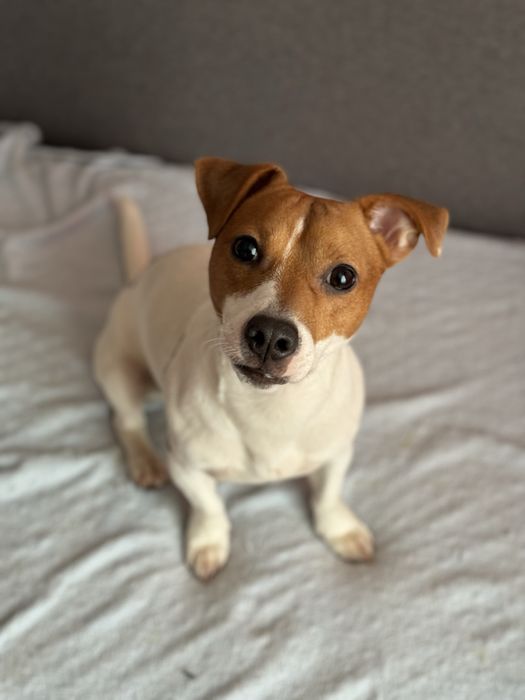 Шукаю Джек Рассел панянку