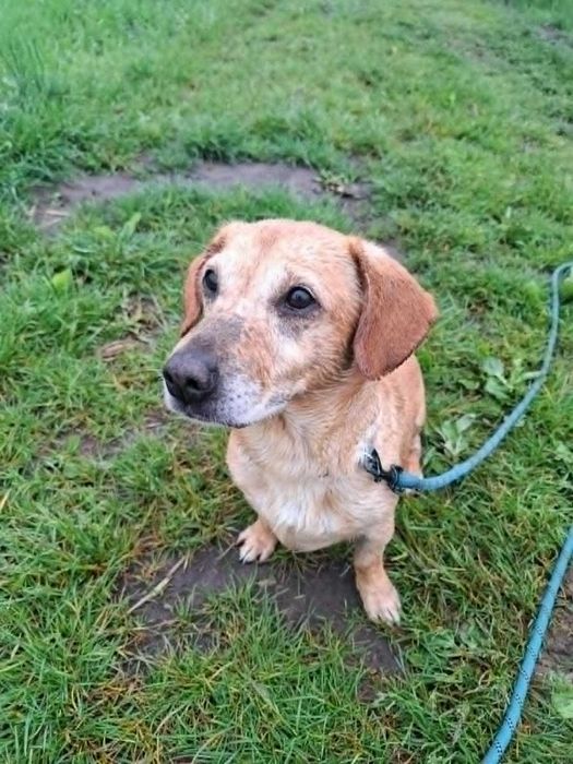 wielki łasuch Klopsik, mały psiak ale o silnym charakterze, "mały labrador" szuka domu