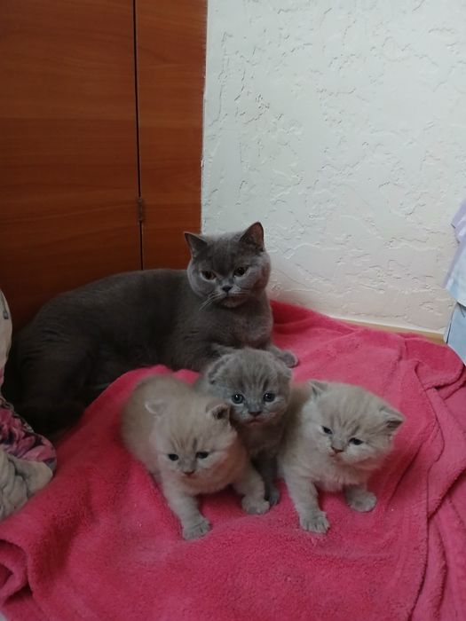 Шотландські кошенята