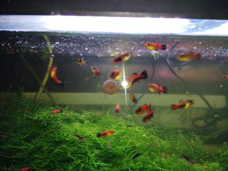 Alimentação peixes tropicais pastilhas colar 200ml
