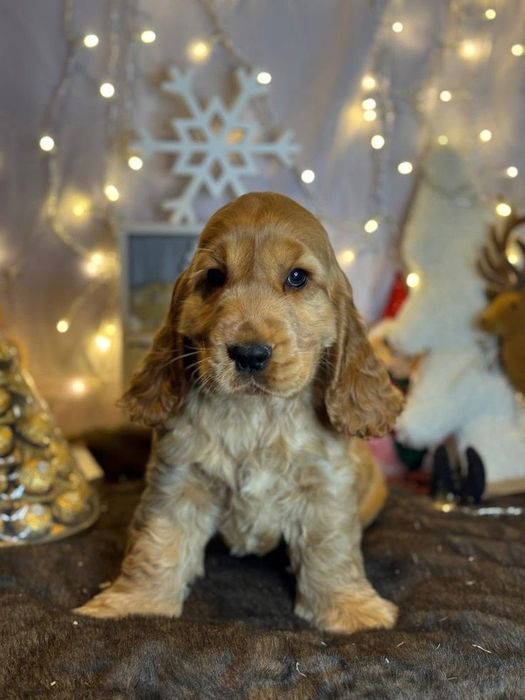 Ніжна кокер-дівчинка рудого кольору, дуже мила й прив’язлива