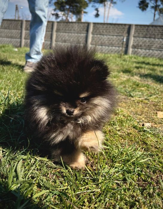 Szpic miniaturowy/Pomeranian BezoweLove FCI ZKwP