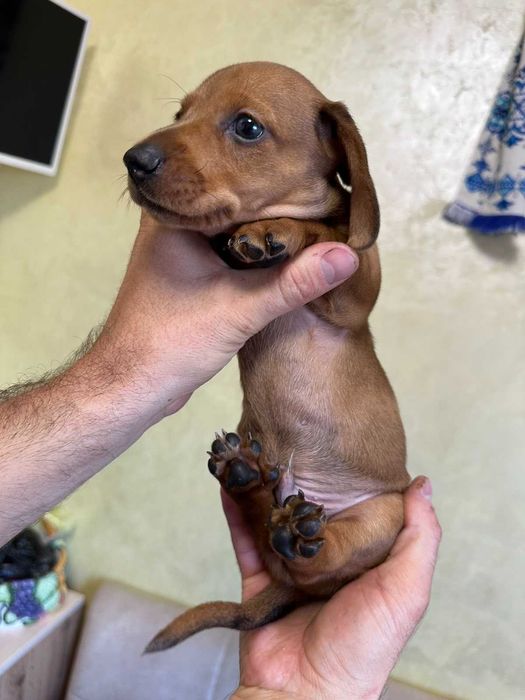 Такса стандартна