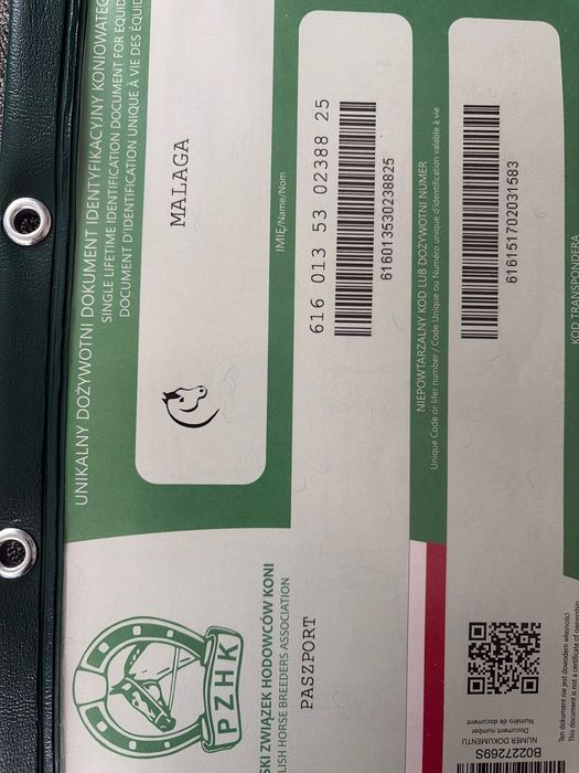 Kłaczki i ogierki kuca z pochodzeniem